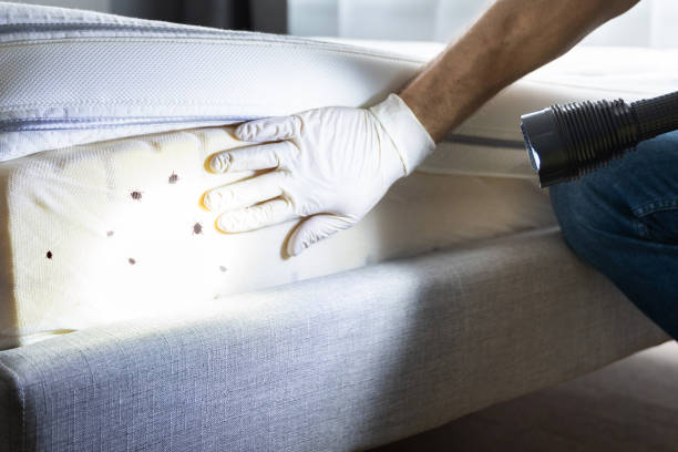 Reliable Slater, MO Pest Control Solutions