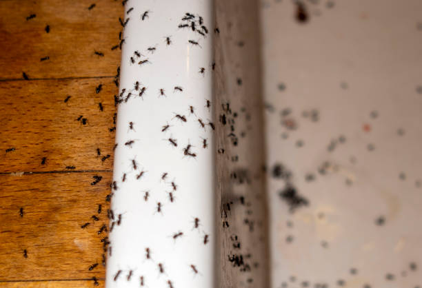 Best Pest Prevention Services  in Slater, MO